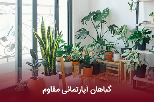 گیاهان آپارتمانی مقاوم