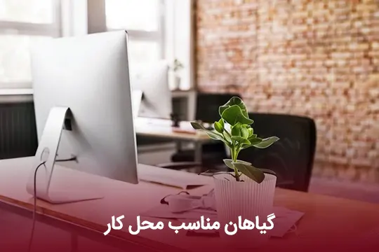 گیاهان مناسب محل کار را بشناسید.