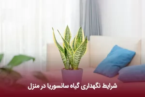 شرایط نگهداری گیاه سانسوریا در منزل