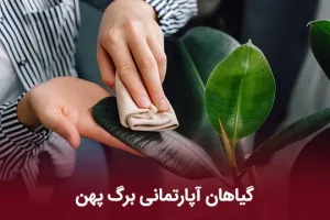 بهترین گیاهان آپارتمانی برگ پهن