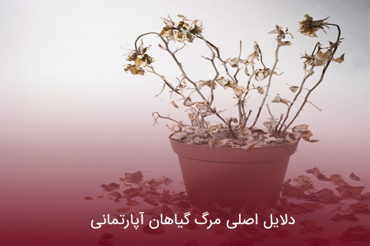 دلایل اصلی مرگ گیاهان آپارتمانی