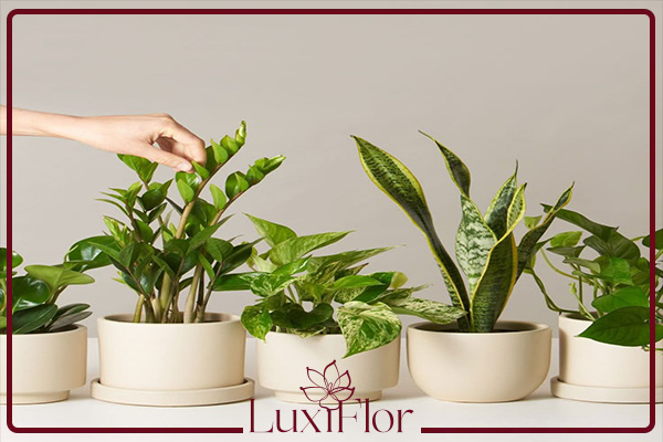 گیاهان آپارتمانی گلدار