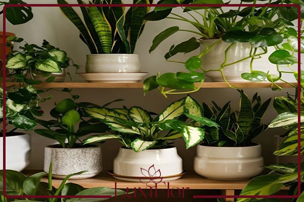 گیاهان آپارتمانی تصفیه کننده هوا