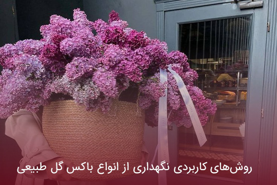 روش‌های کاربردی نگهداری از انواع باکس گل طبیعی