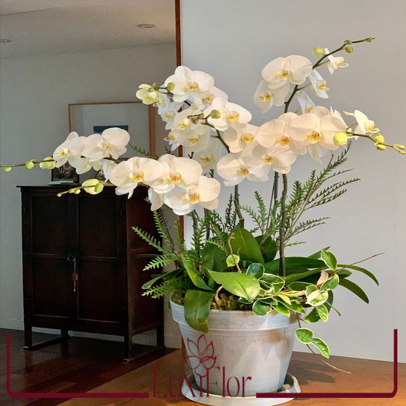 گل ارکیده سفید 4 شاخه ای کد 3019